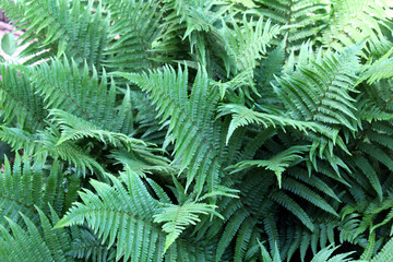 Fern (Dryopteris filix-mas) grows in the forest