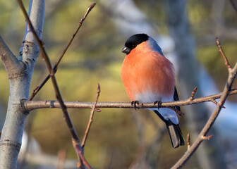 Eurasian bullfinch