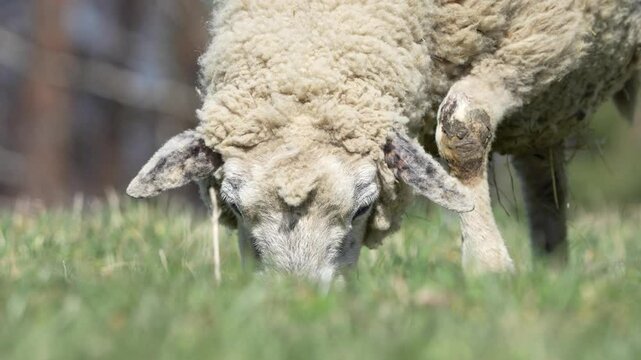 White domestic sheep is eating grass on the pasture. Livestock on small farm in Czech republic countryside. 