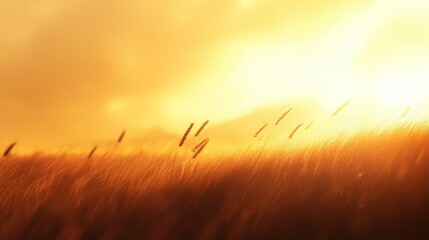 Golden sunlight illuminates the field of long grasses at sunset