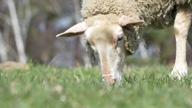 White domestic sheep is eating grass on the pasture. Livestock on small farm in Czech republic countryside. 