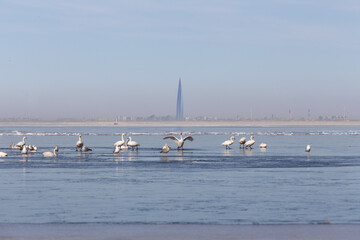 Swans resting in a thawed patch in the Gulf of Finland against the backdrop of a skyscraper.