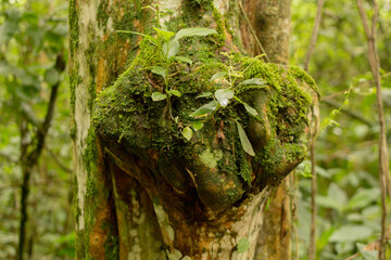 natural tree sculpture
