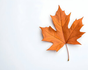Fototapeta premium Single orange autumn leaf on white background