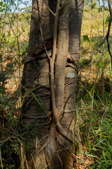 Parasite Roots in the tree