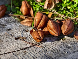 Brown ants crawl on a green leaf and plant in nature, a closeup macro view