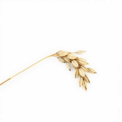 dried oat stem with seeds on white background, botany, flowers, oats