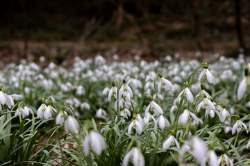Obraz premium Schneeglocken