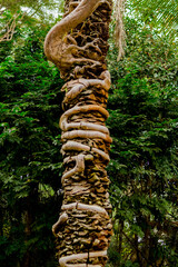 Parasite Roots in the tree