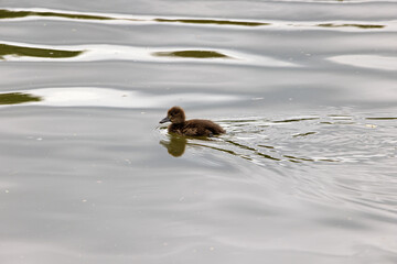 Close-up of a young, small duck with juvenile plumage in brown on the Danube