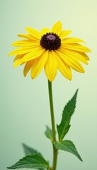 Naklejka premium Bright yellow coneflower blooms on a slender stem, Rudbeckia triloba, perennial, bloom