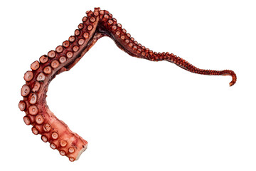 Octopus claw or tentacle isolated on white background. Fresh seafood reptiles meal snack.