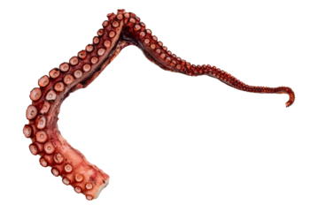 Octopus claw or tentacle isolated on white background. Fresh seafood reptiles meal snack.