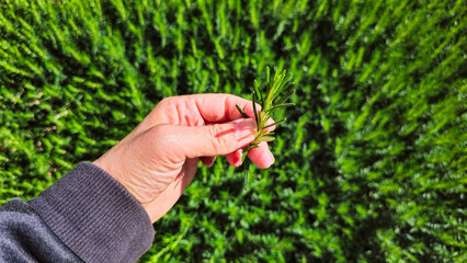 A woman's hand is picking fresh rosemary from the garden