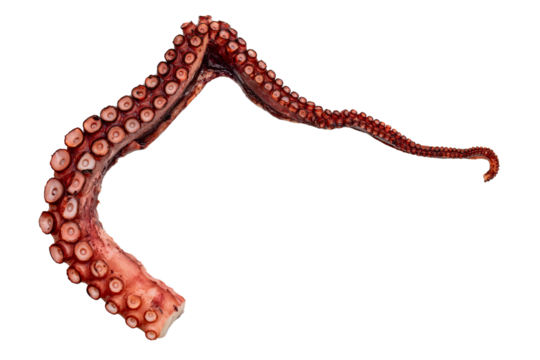 Octopus claw or tentacle isolated on white background. Fresh seafood reptiles meal snack.