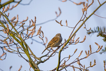 a dunnock sits on a branch against a blue sky	