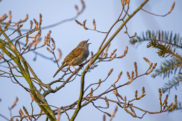 a dunnock sits on a branch and sings with its beak open against a blue sky	