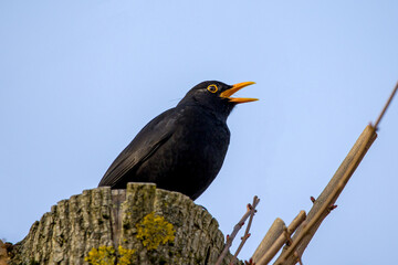 a male singing blackbird on a tree with a blue sky as background