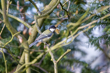 great tit on branch with nest material	