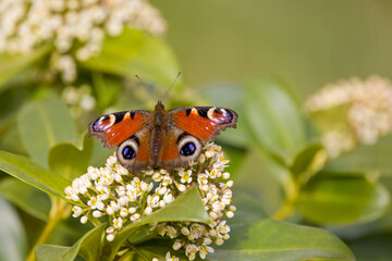 a european peacock with open wings on a plant with white blossoms
