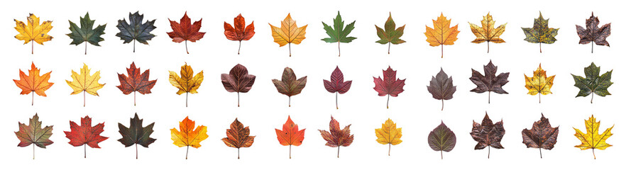 Fototapeta premium Colorful Autumn Leaves in Various Shades and Textures for Backgrounds, PNG bundle collection, Isolated on Transparent Background