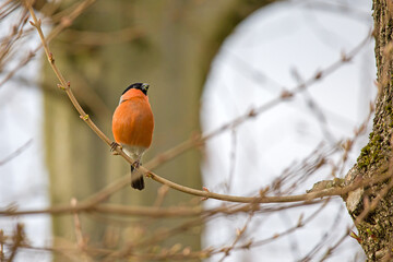 Colorful red bullfinch perches on a branch and eats green buds