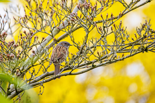 a dunnock sitting in a bush against a yellow background 