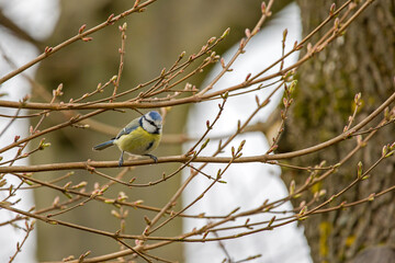 blue tit on branch in sunlight with blurred background