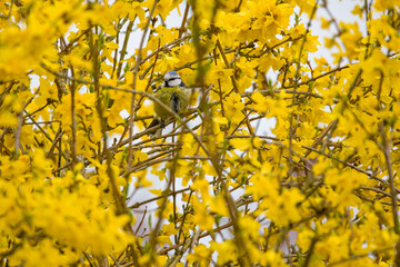 a blue tit in a yellow flowering forsythia