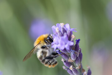Close-up of a bumblebee's wings, bumblebee from the side, insect on a lavender flower, close-up of a bumblebee's hair, insect on a purple flower