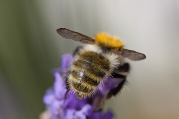 Close-up of a bumblebee's wings, back of a bumblebee, insect on a lavender flower, close-up of a bumblebee's hair, insect on a purple flower