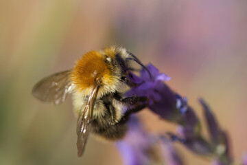Close-up of a bumblebee's wings, bumblebee on a lavender flower, close-up of a bumblebee's hair,...