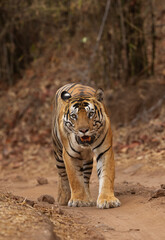 Closeup of a tiger walking at Bhandavgarh Tiger Reserve, Madhya pradesh, India