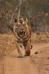 A tiger walking on road of Bhandavgarh Tiger Reserve, Madhya pradesh, India