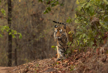 A tiger scent marking at Bhandavgarh Tiger Reserve, Madhya pradesh, India