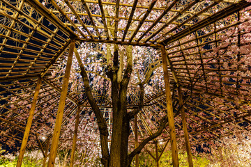 京都府　春の東寺・桜風景　
