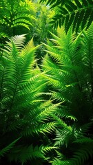 Lush green fern thicket with sunlight filtering through, ferns, leaves, forest