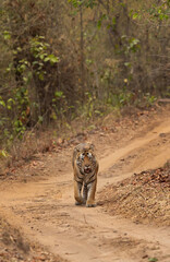 A tiger on walk at Bhandavgarh Tiger Reserve, India