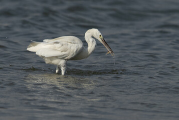 Western reef heron white morphed with a fish catch at mameer creek, Bahrain