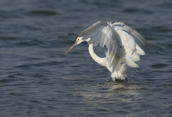 Western reef heron white morphed fishing at mameer creek, Bahrain