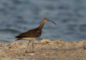 Portrait of a Whimbrel in the morning hours at mameer coast, Bahrain
