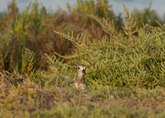 Closeup of a Grey plover in green at Mameer creek of Bahrain