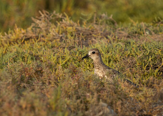 Grey plover in green at Mameer creek of Bahrain