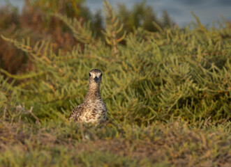 Closeup of a Grey plover in green at Mameer creek of Bahrain