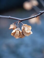 Closeup view of dry flower petals gently hanging on a branch showcasing natural beauty : Generative AI