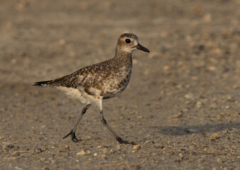 Grey plover walking at Mameer creek of Bahrain