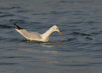 Sender-billed seagull at Tubli bay, Bahrain