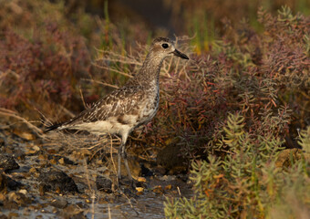 Grey plover in the bushes at Mameer creek of Bahrain