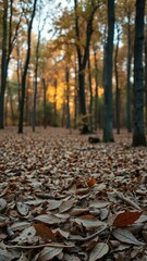 Earthy tones and golden hues of fallen leaves on a forest floor at dusk, tones, autumn, shades