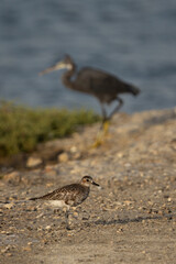 Grey plover and bokeh of a western reef heron at Mameer creek of Bahrain